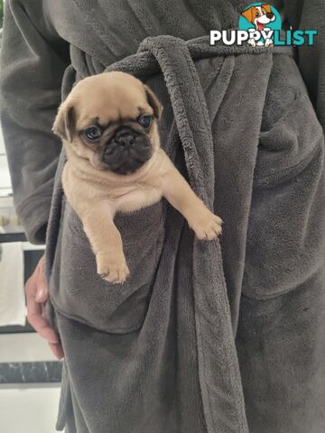 3 purebred pug puppies