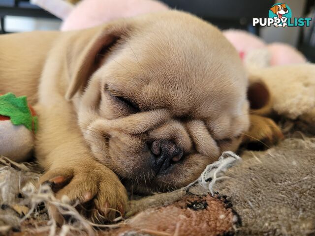 Purebred pug puppy