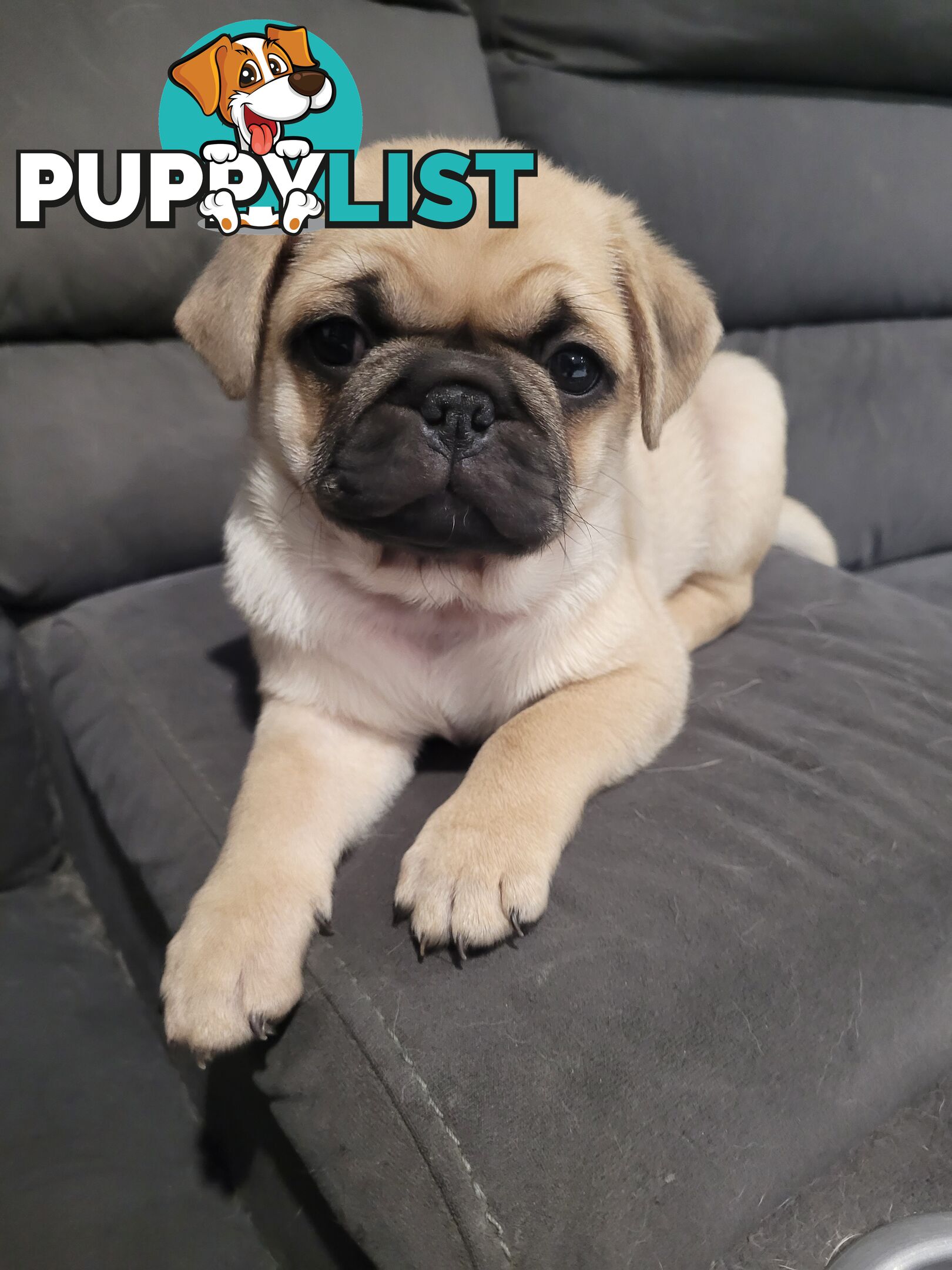 2 purebred pug puppies