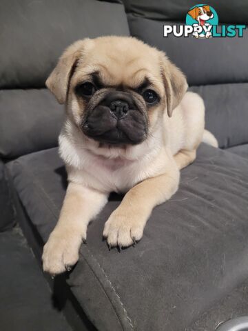 2 purebred pug puppies