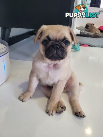 2 purebred pug puppies