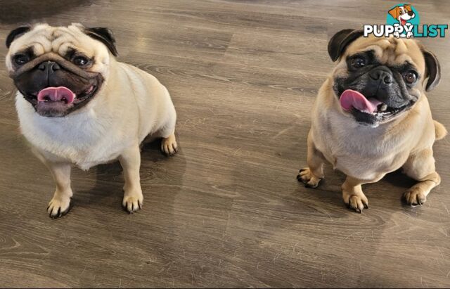 2 purebred pug puppies