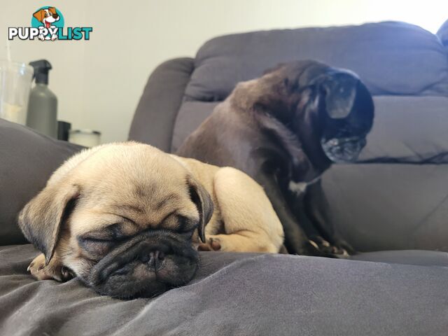 2 purebred pug puppies