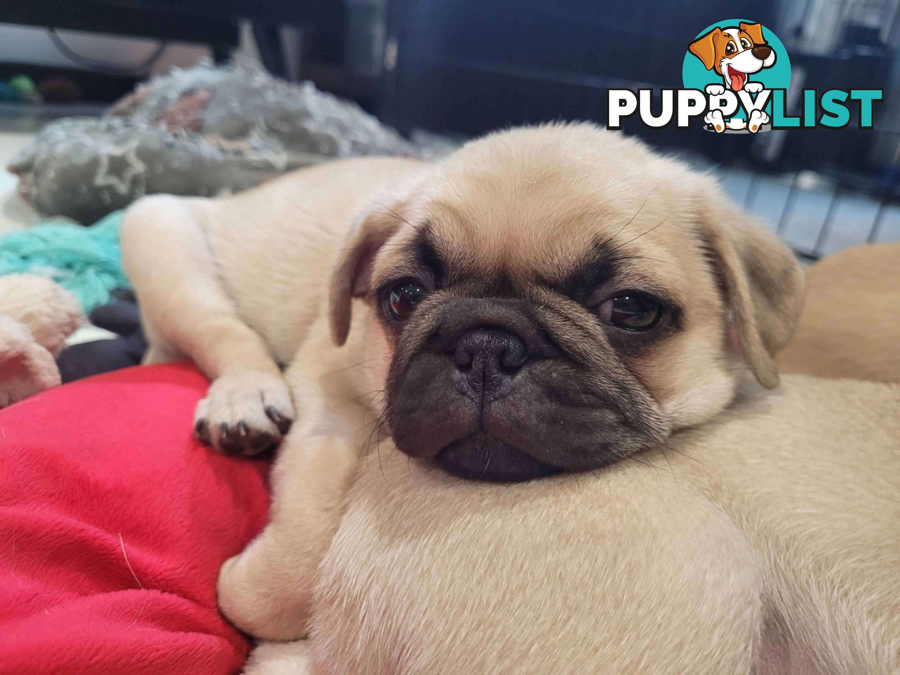 2 purebred pug puppies