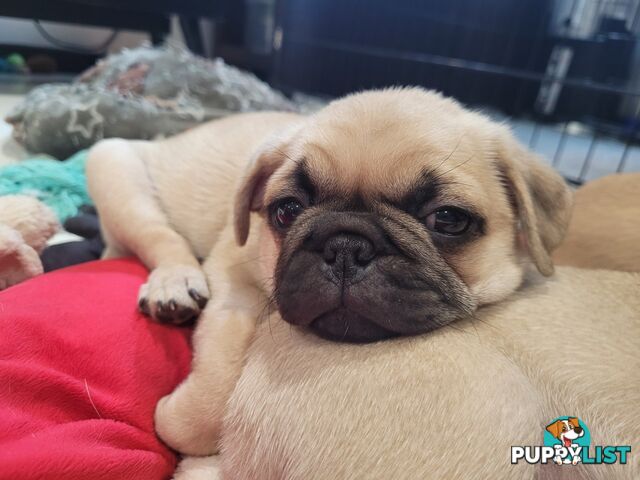 2 purebred pug puppies