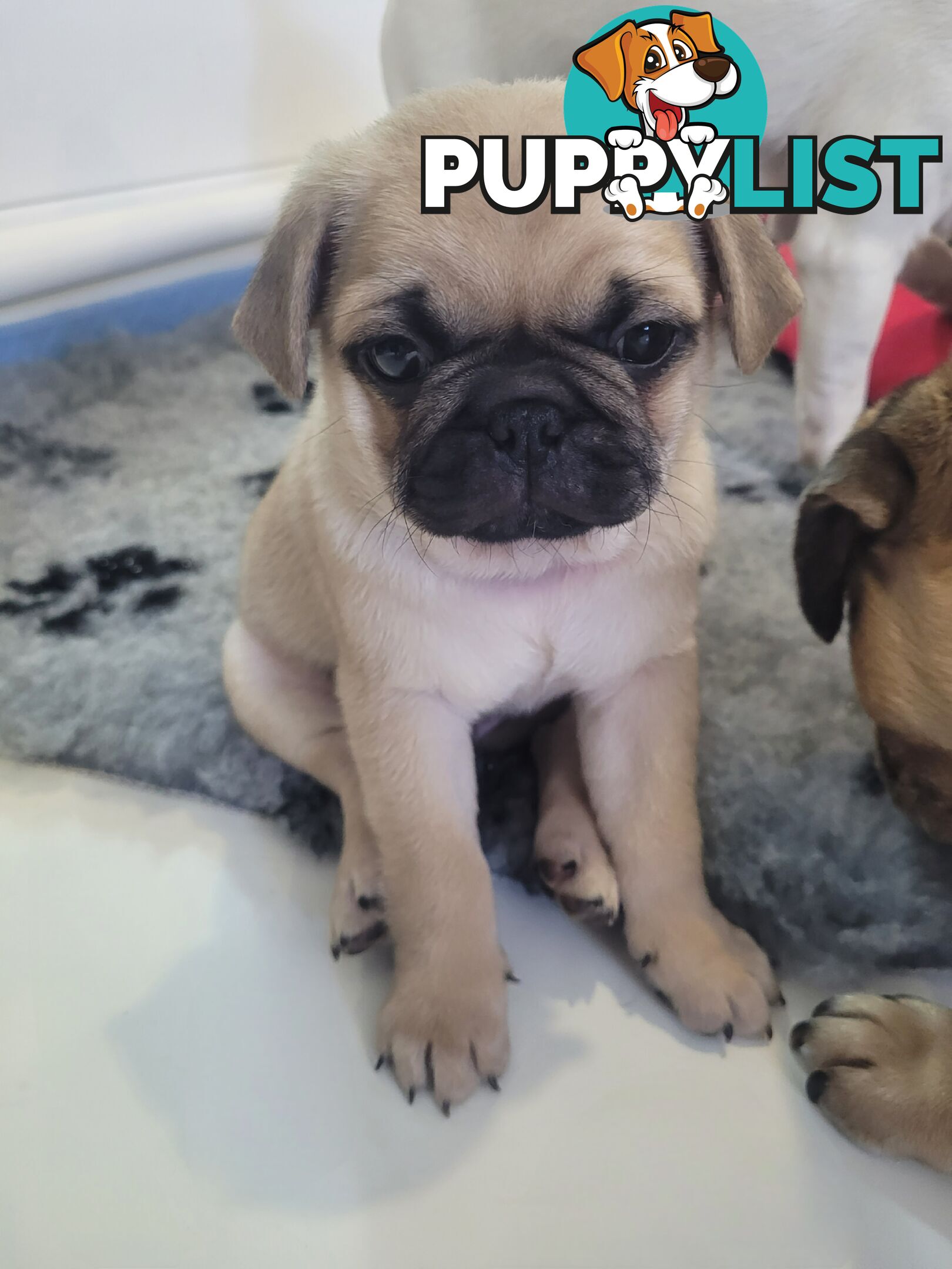 2 purebred pug puppies