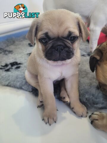 2 purebred pug puppies