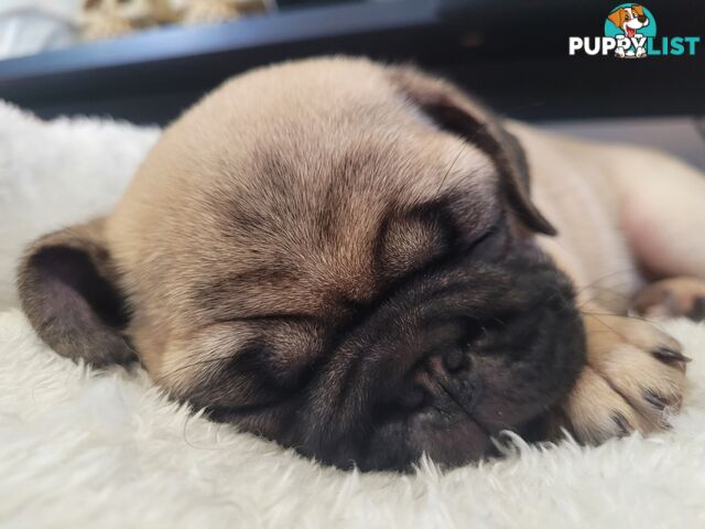 2 purebred pug puppies