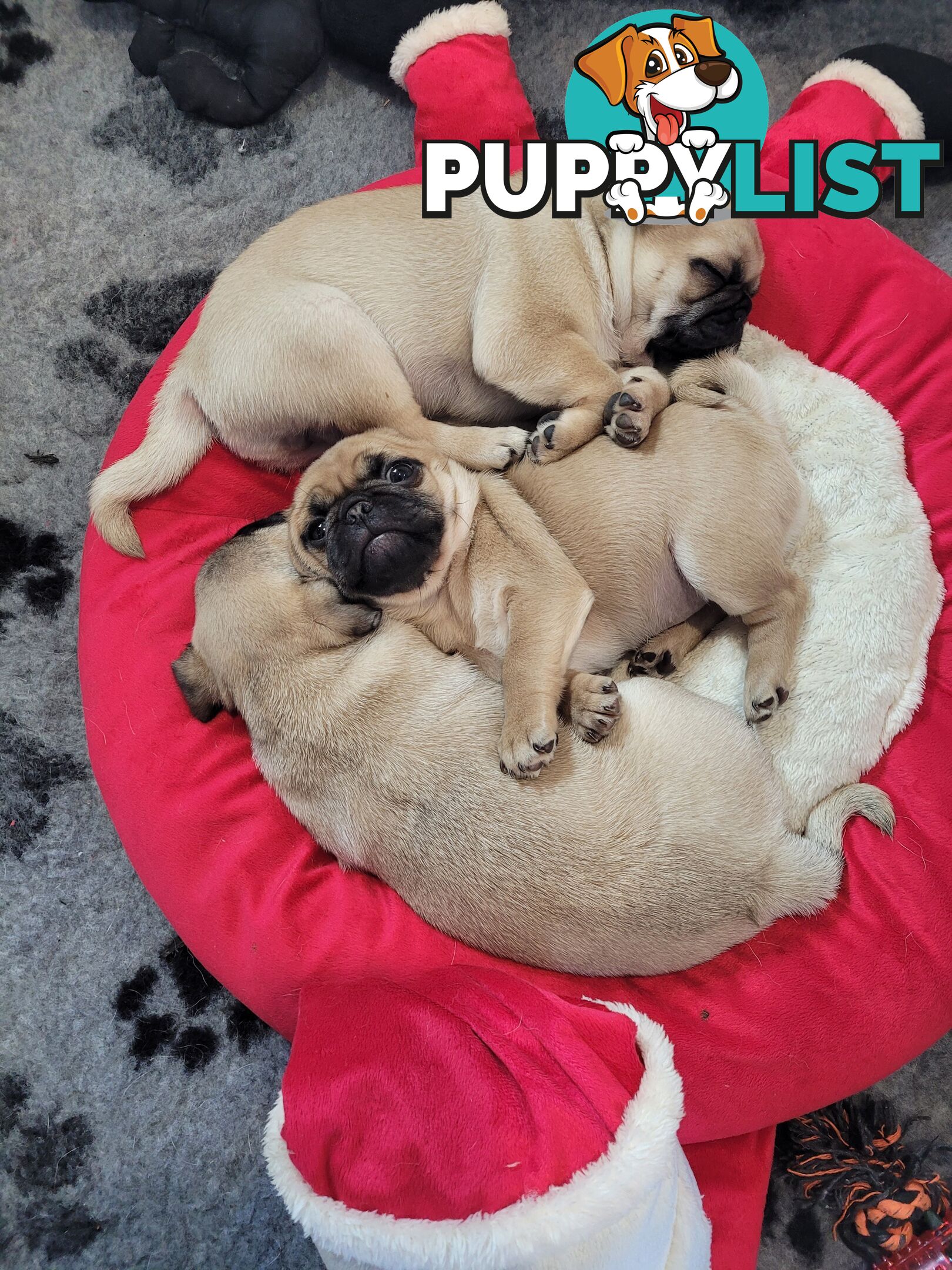 2 purebred pug puppies