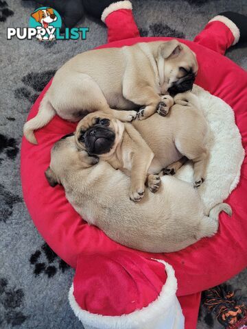 2 purebred pug puppies