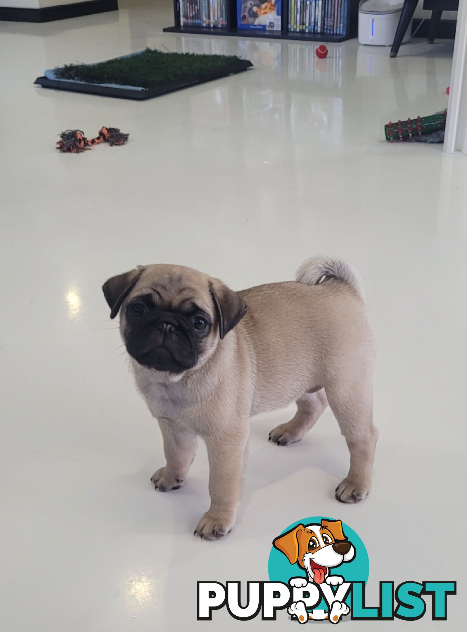 2 purebred pug puppies