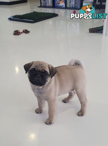 2 purebred pug puppies