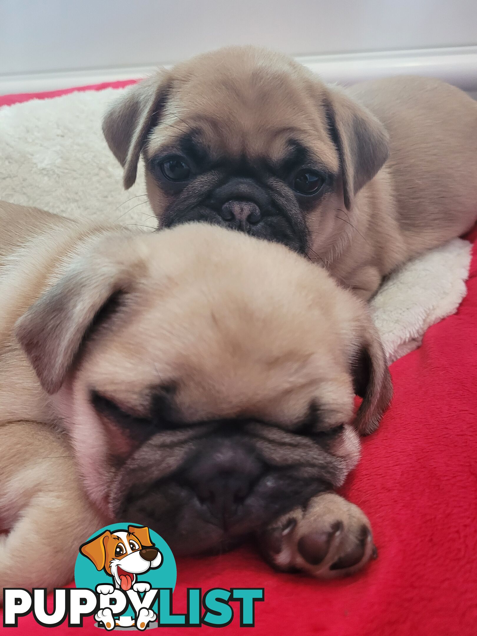 2 purebred pug puppies