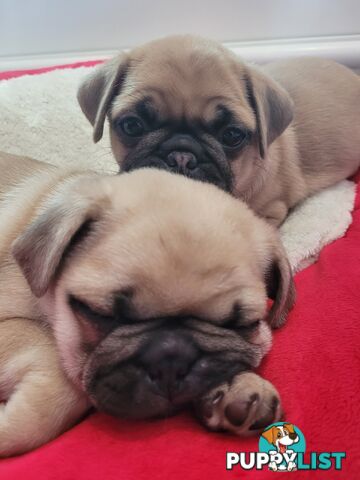 2 purebred pug puppies