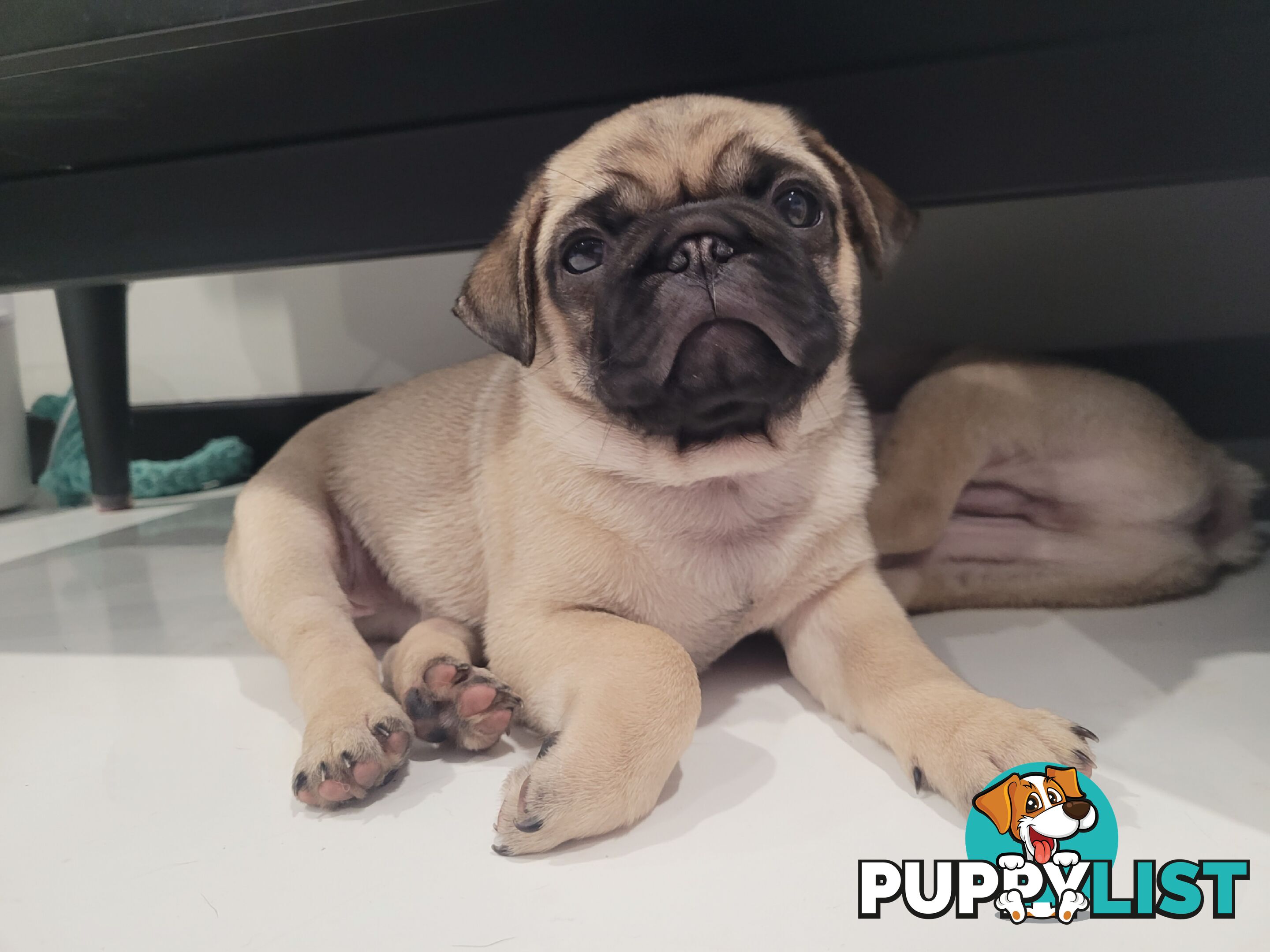 2 purebred pug puppies