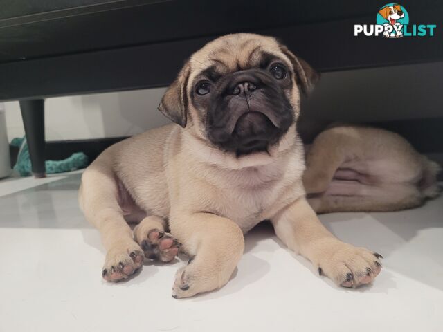 2 purebred pug puppies