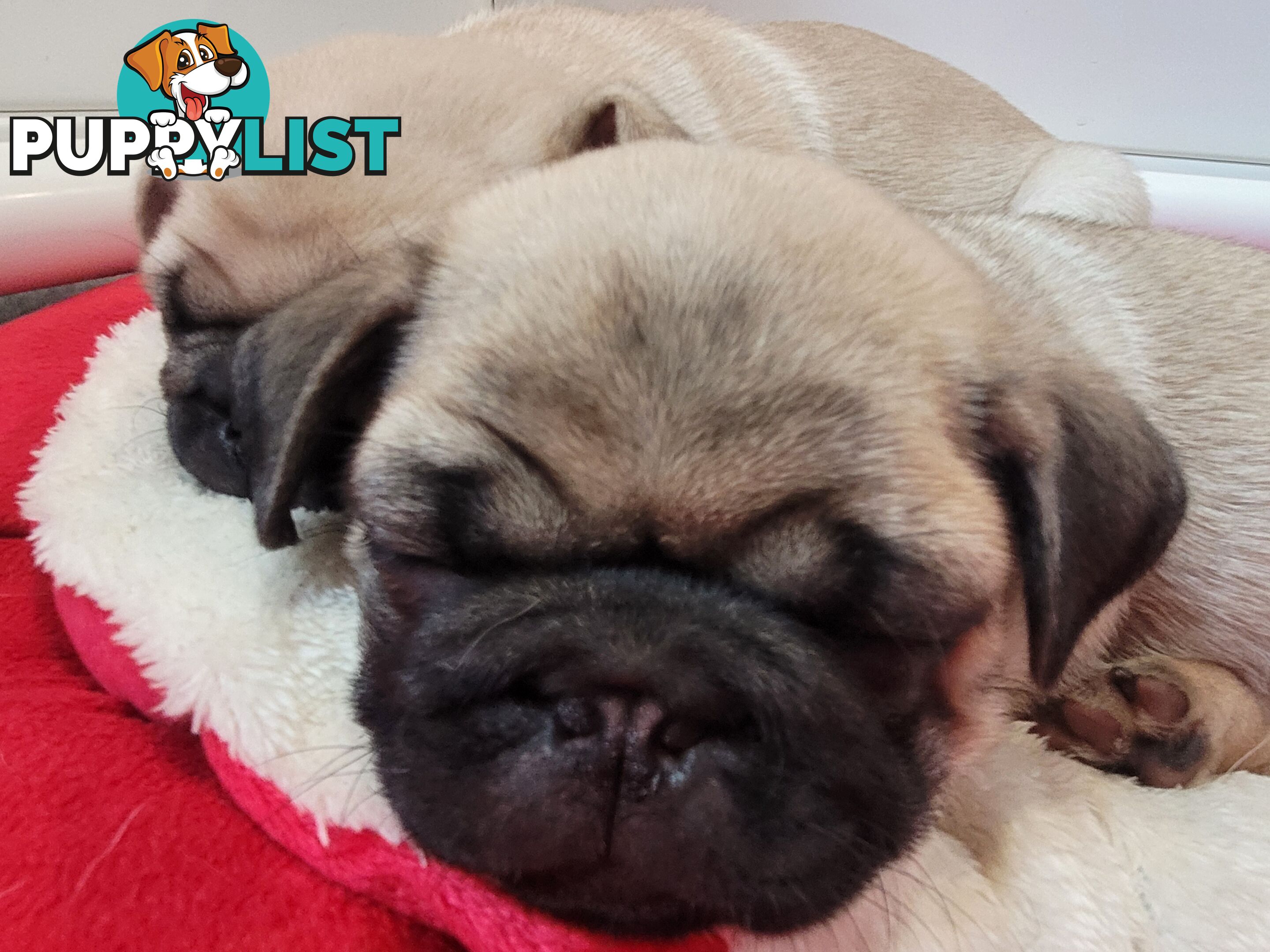 2 purebred pug puppies