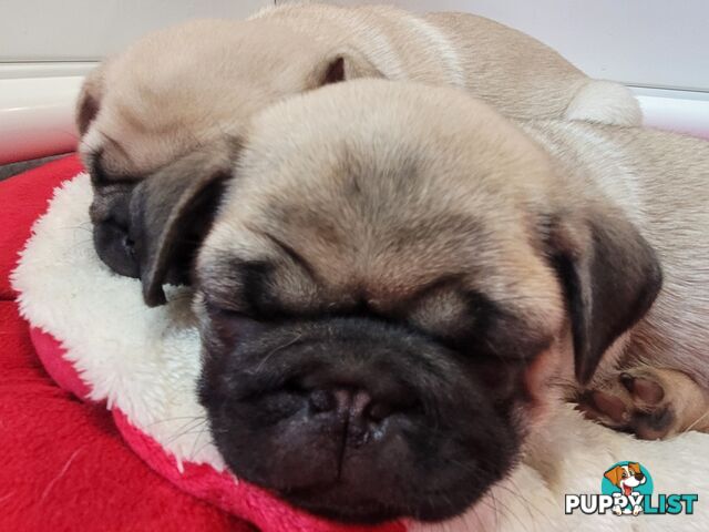 2 purebred pug puppies