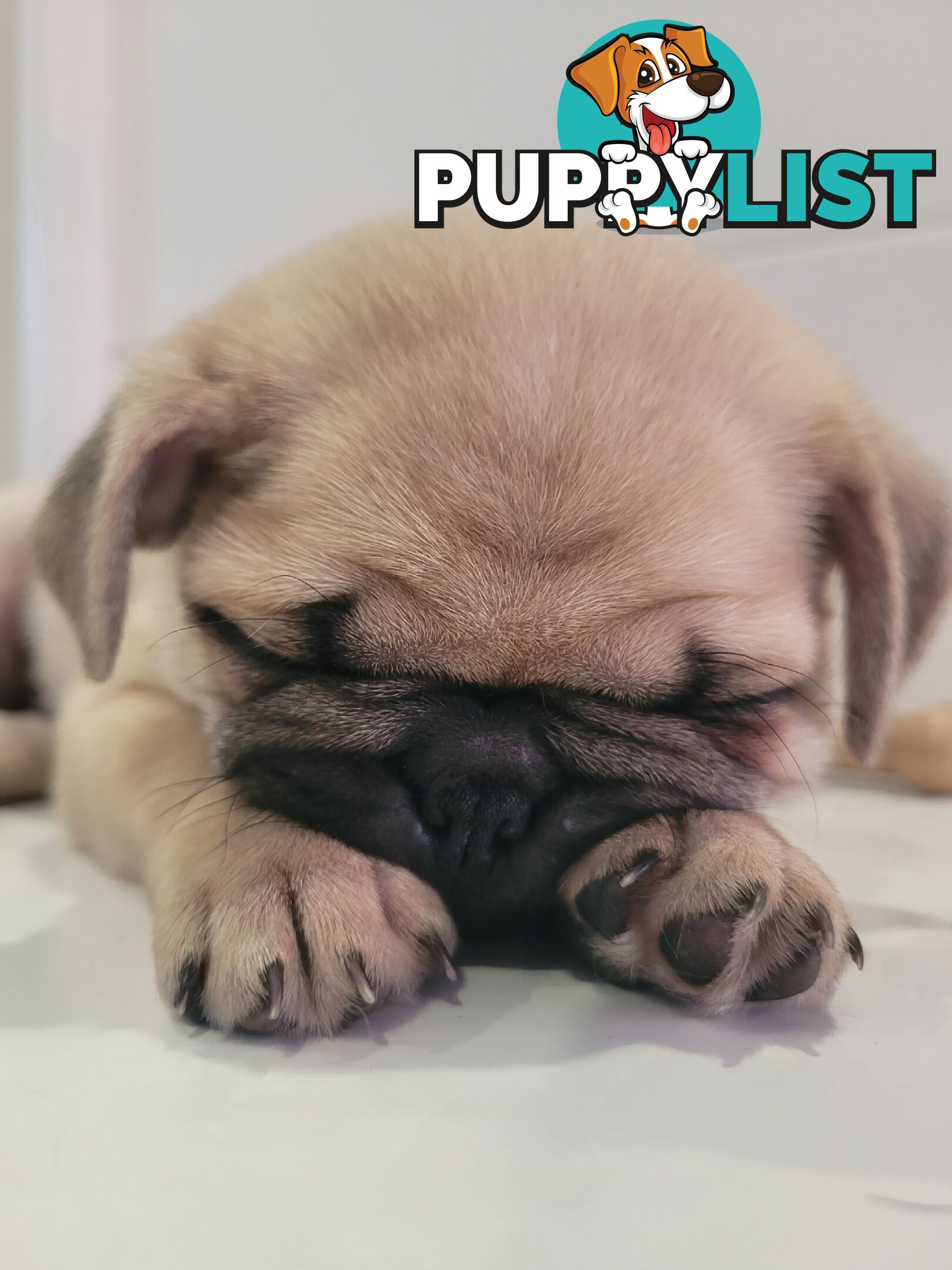 2 purebred pug puppies