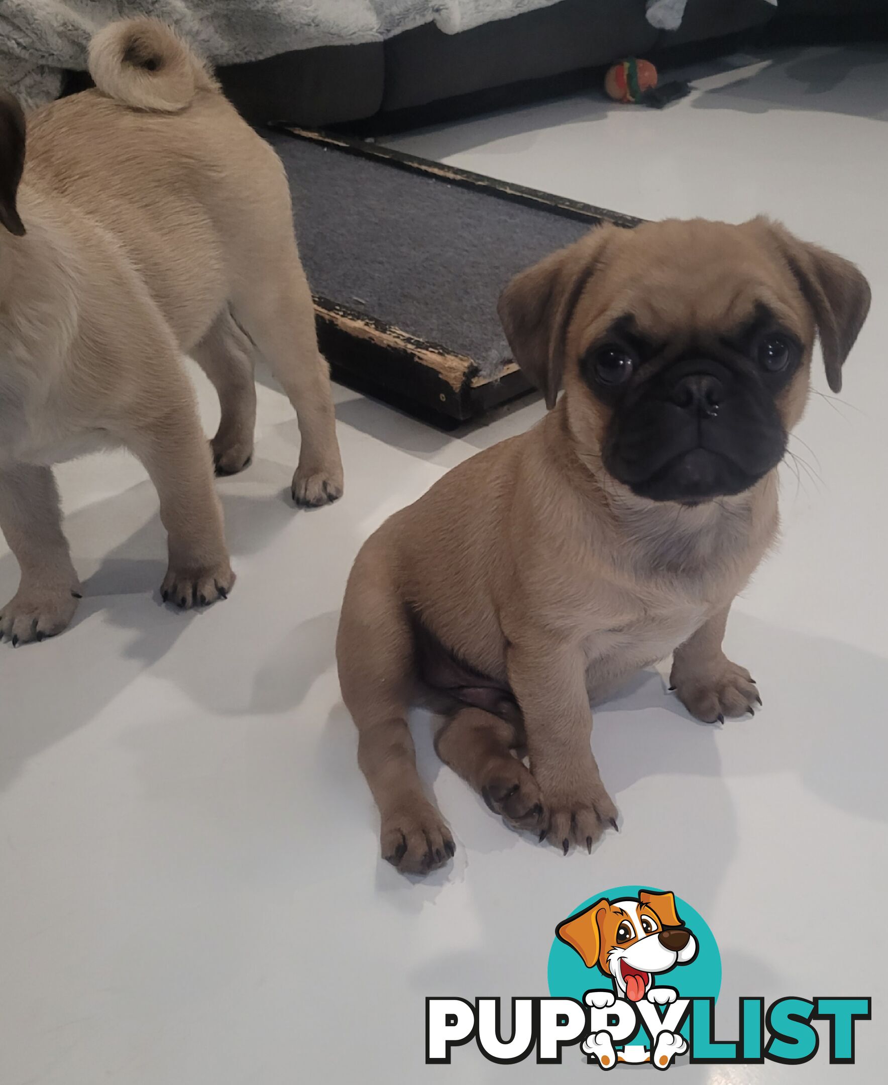 Purebred Pug Puppy