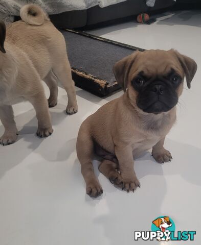 Purebred Pug Puppy