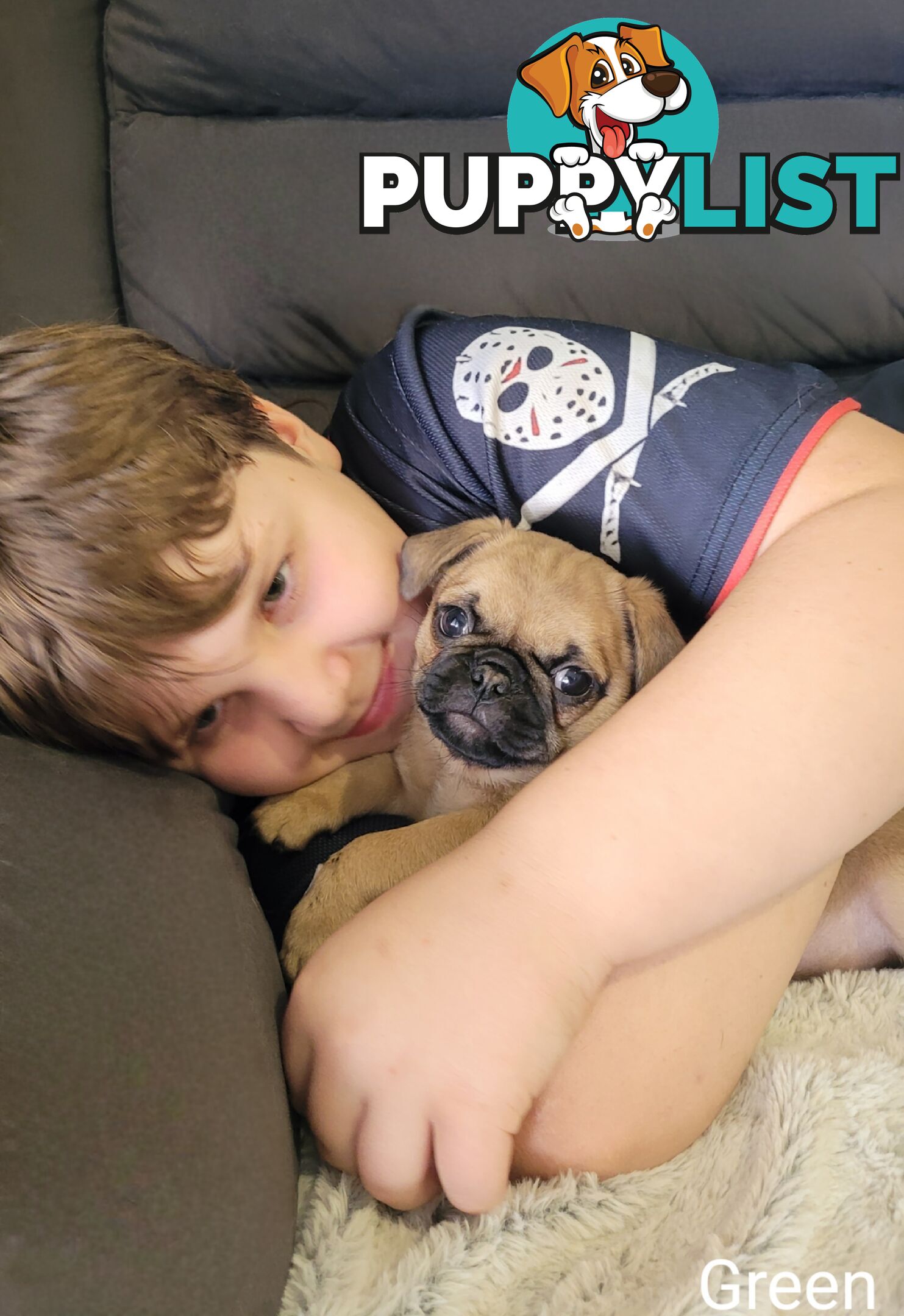 Purebred Pug Puppy