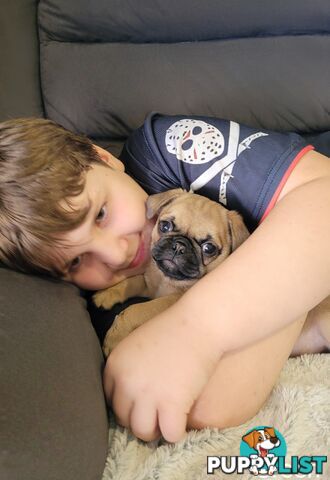 Purebred Pug Puppy