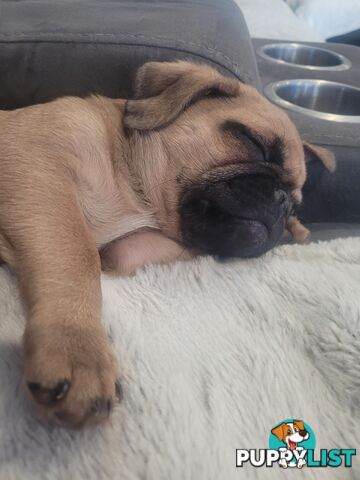 Purebred Pug Puppy