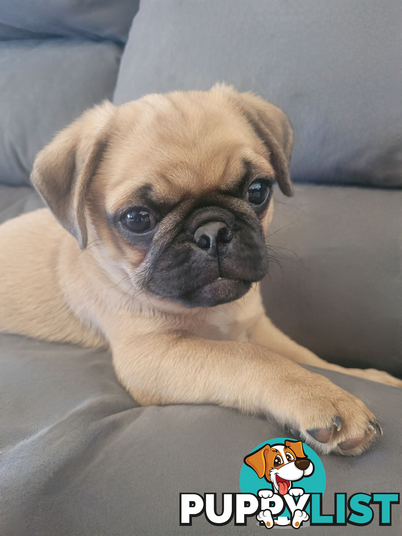 Purebred Pug Puppy