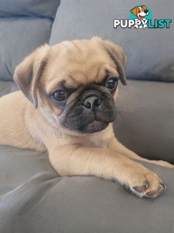 Purebred Pug Puppy