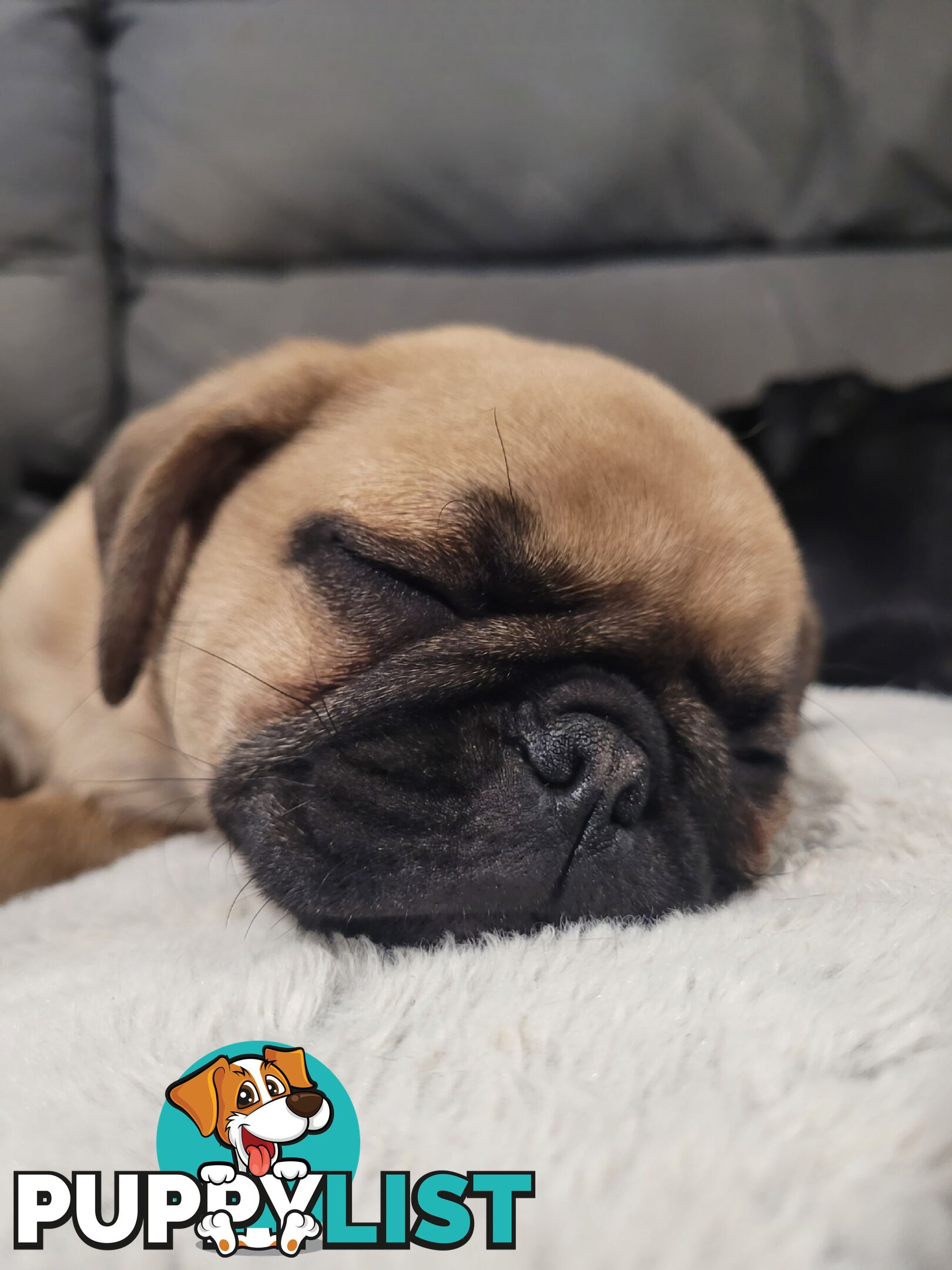 Purebred Male Pug Puppy