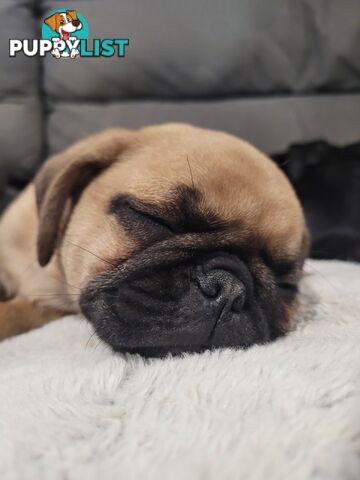 Purebred Male Pug Puppy