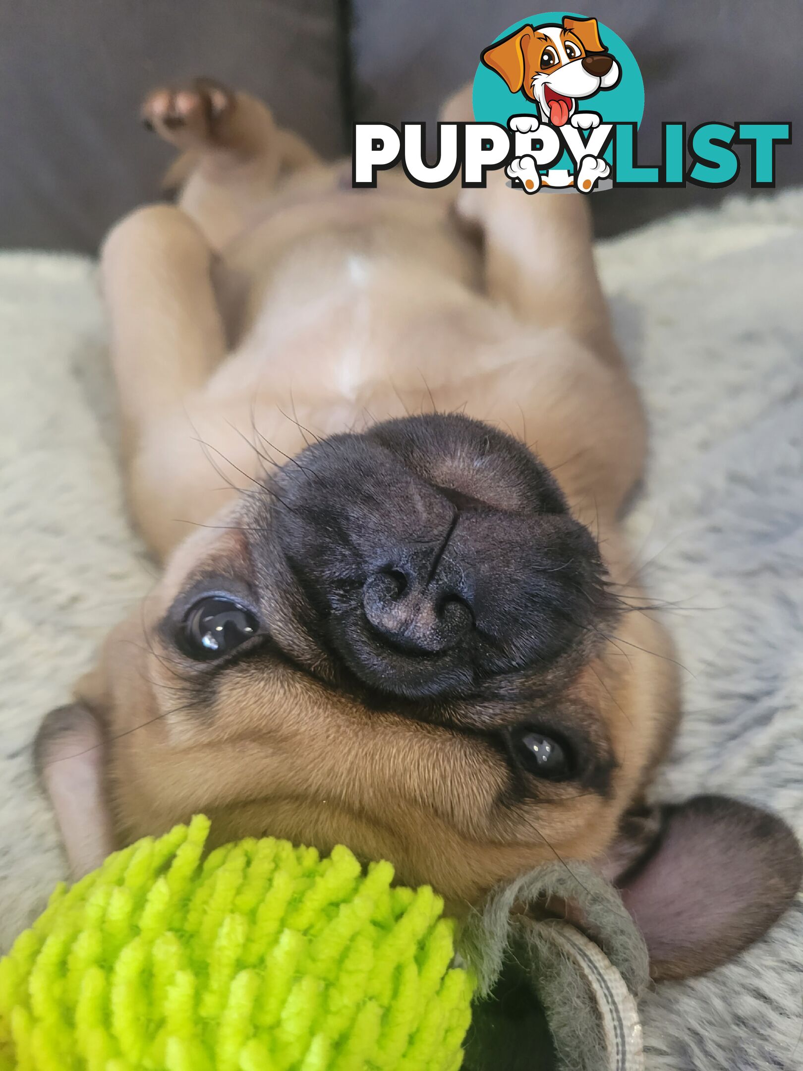 Purebred Pug Puppy