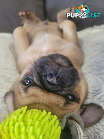 Purebred Pug Puppy