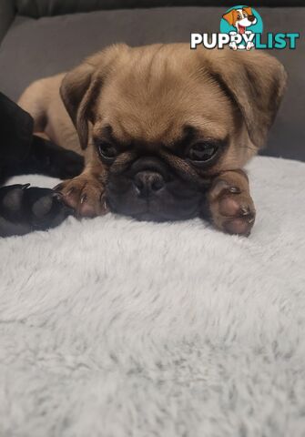 Purebred Pug Puppy
