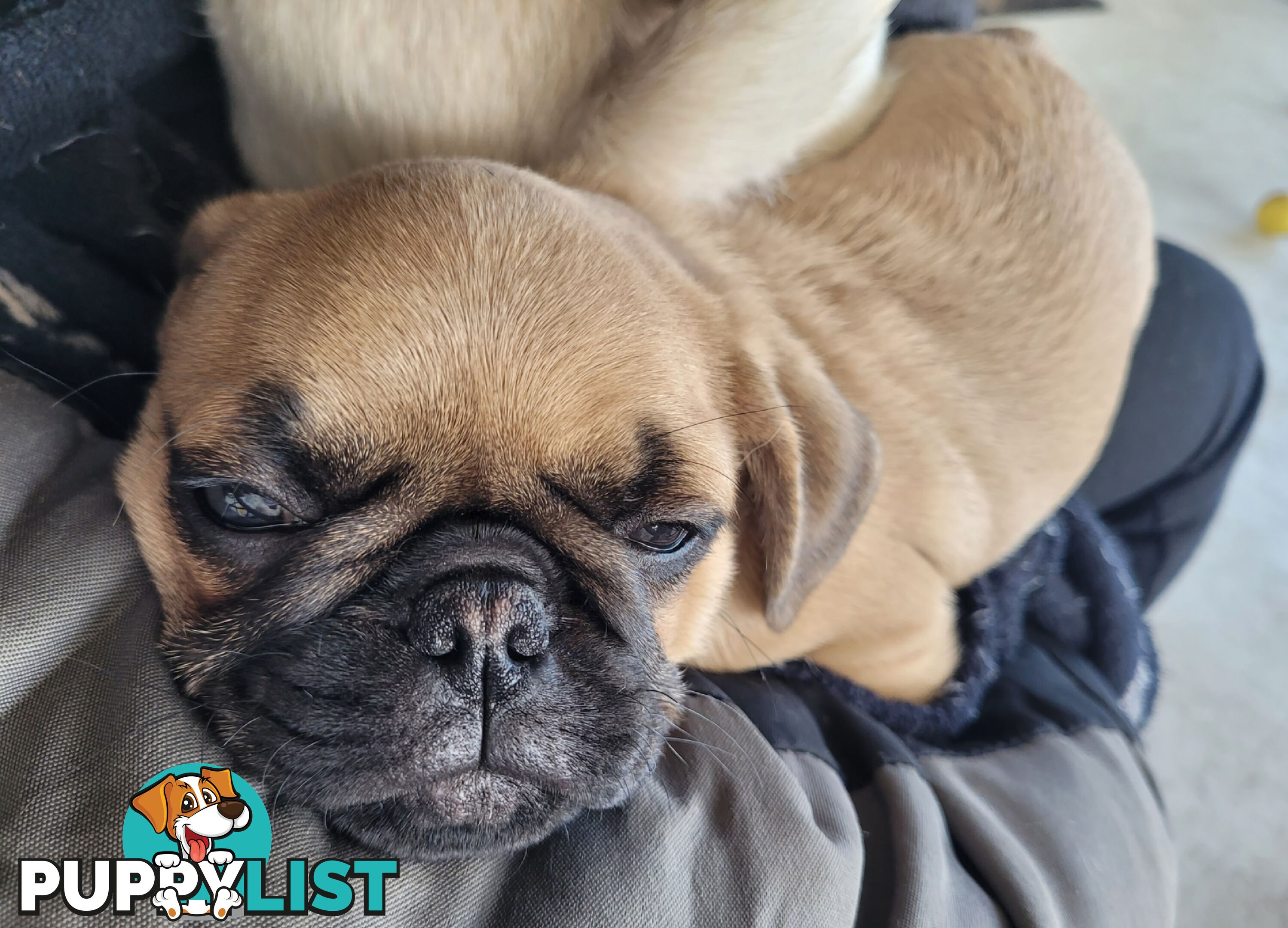 Purebred Male Pug Puppy