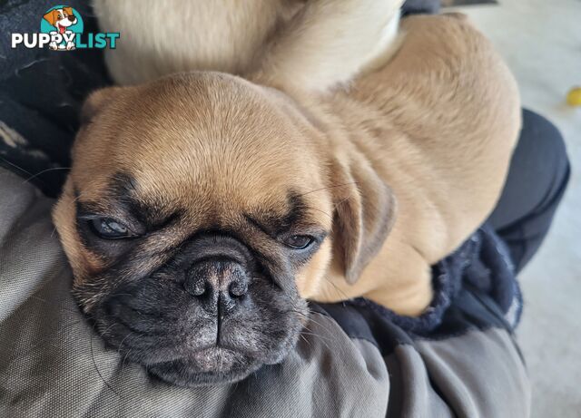 Purebred Male Pug Puppy