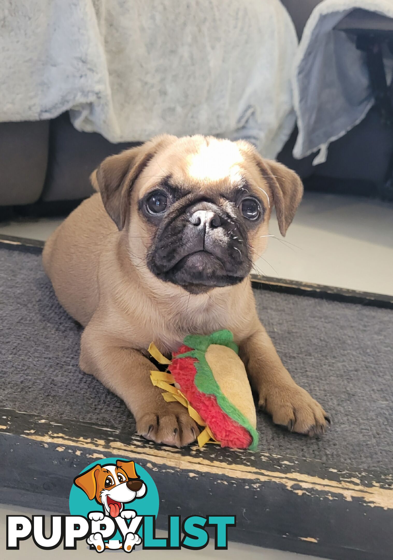 Purebred Pug Puppy