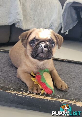 Purebred Pug Puppy