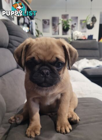 Purebred Pug Puppy