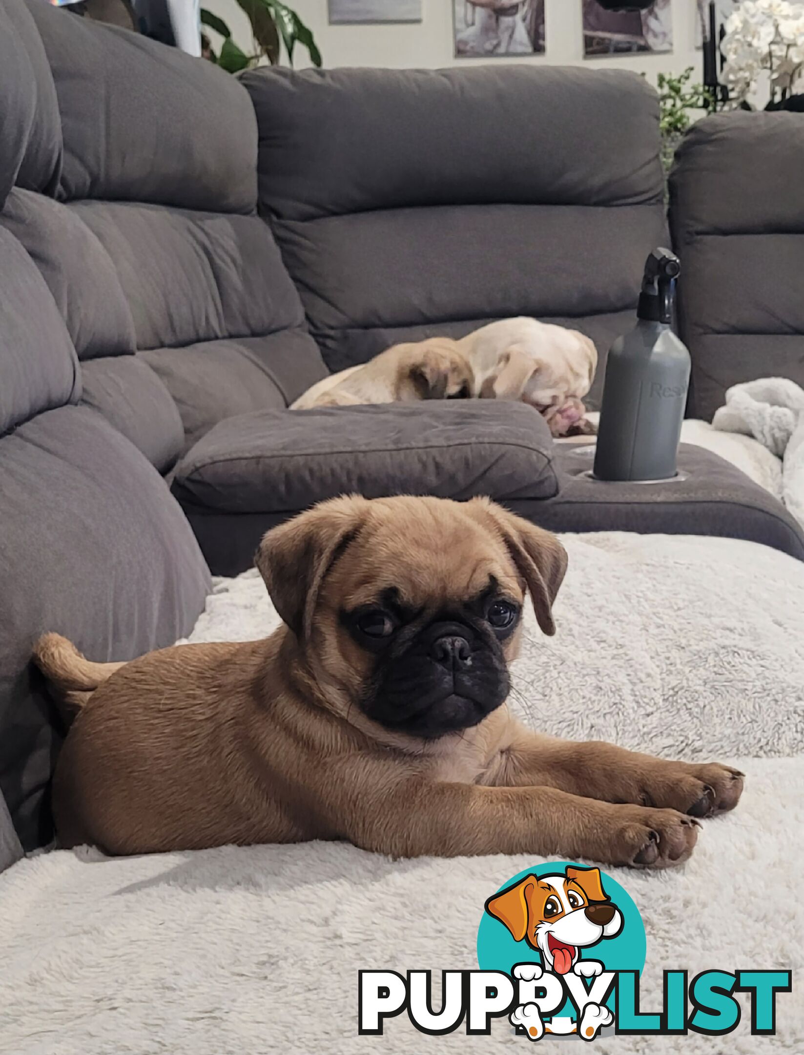 Purebred Pug Puppy