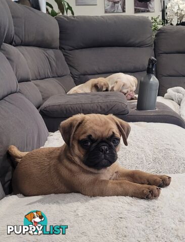 Purebred Pug Puppy
