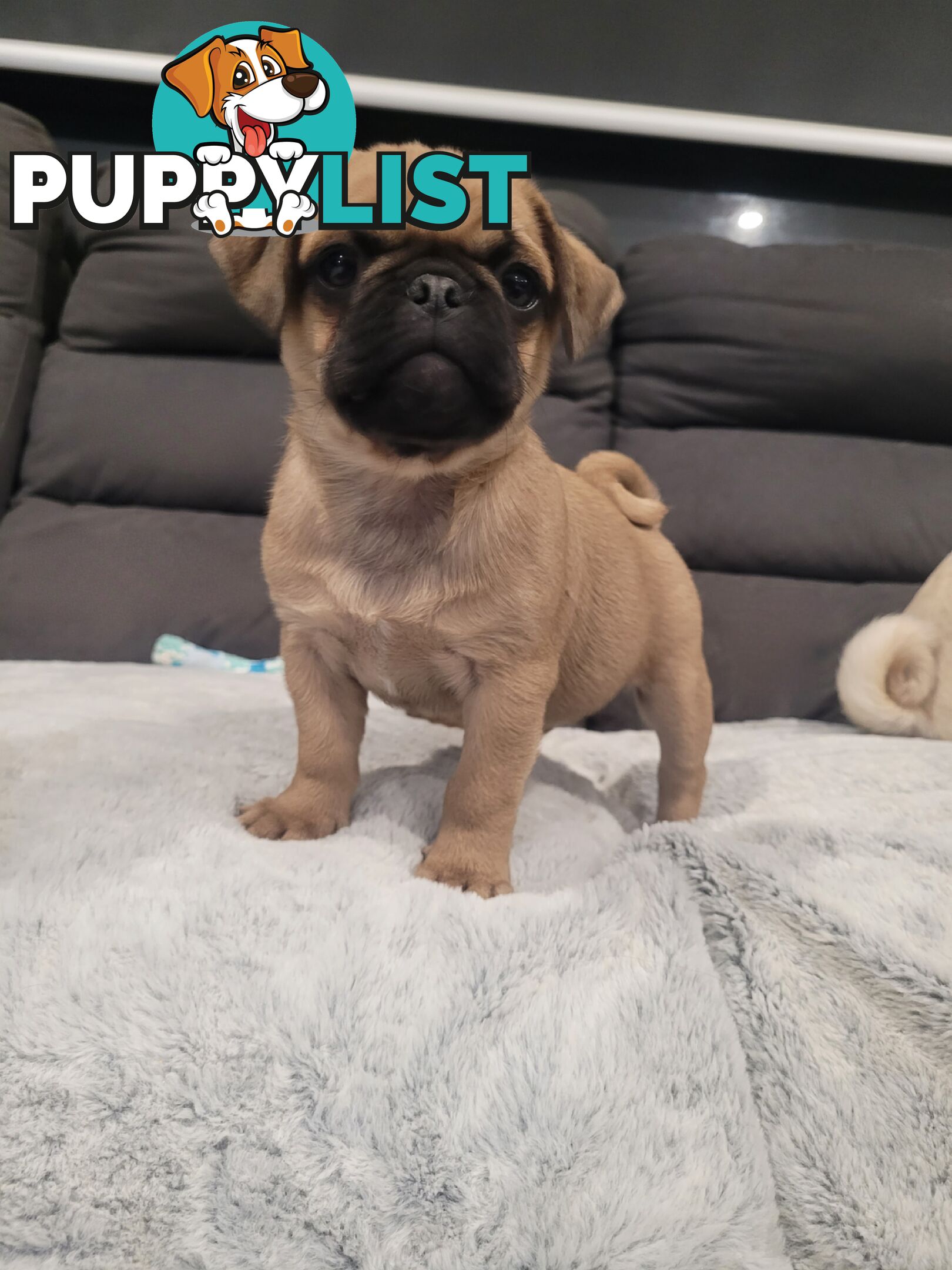 Purebred Pug Puppy