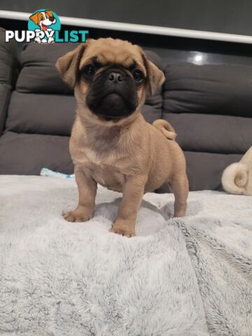 Purebred Pug Puppy