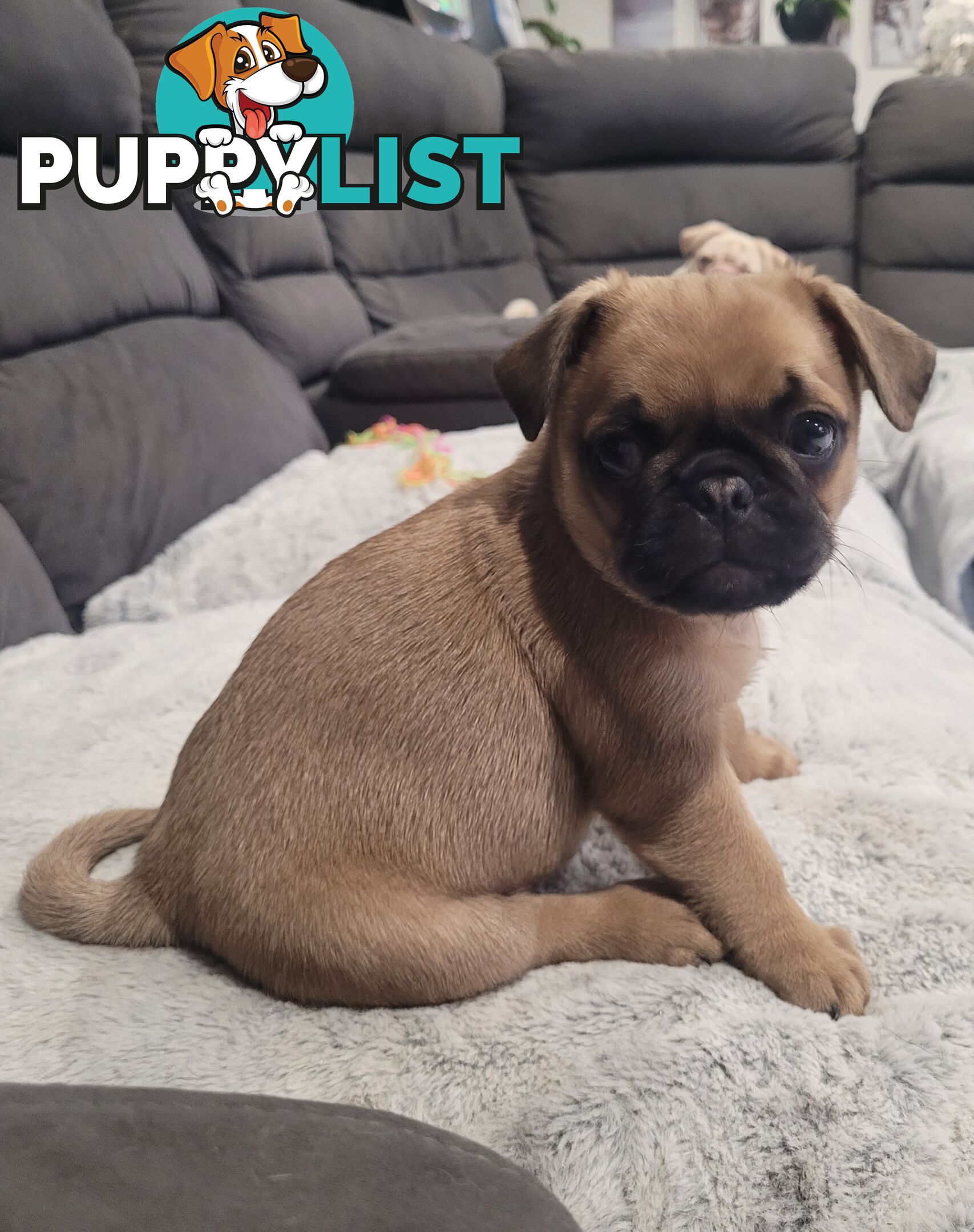 Purebred Pug Puppy