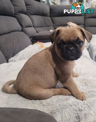 Purebred Pug Puppy