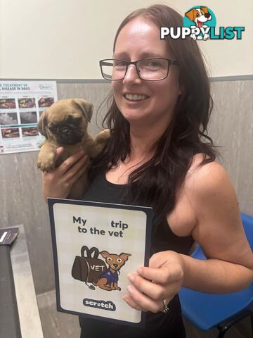 Purebred Pug Puppy
