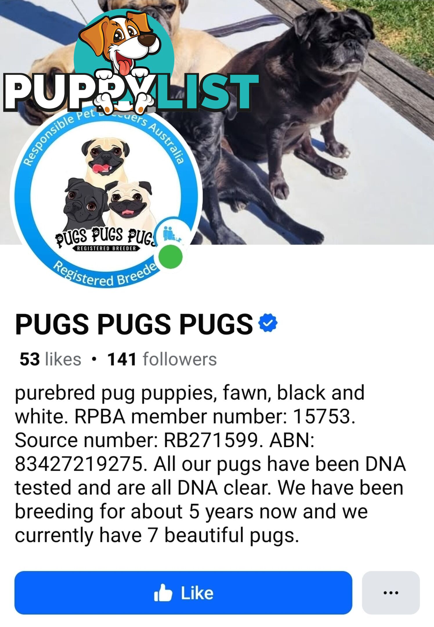 Purebred Pug Puppy