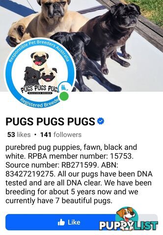 Purebred Pug Puppy