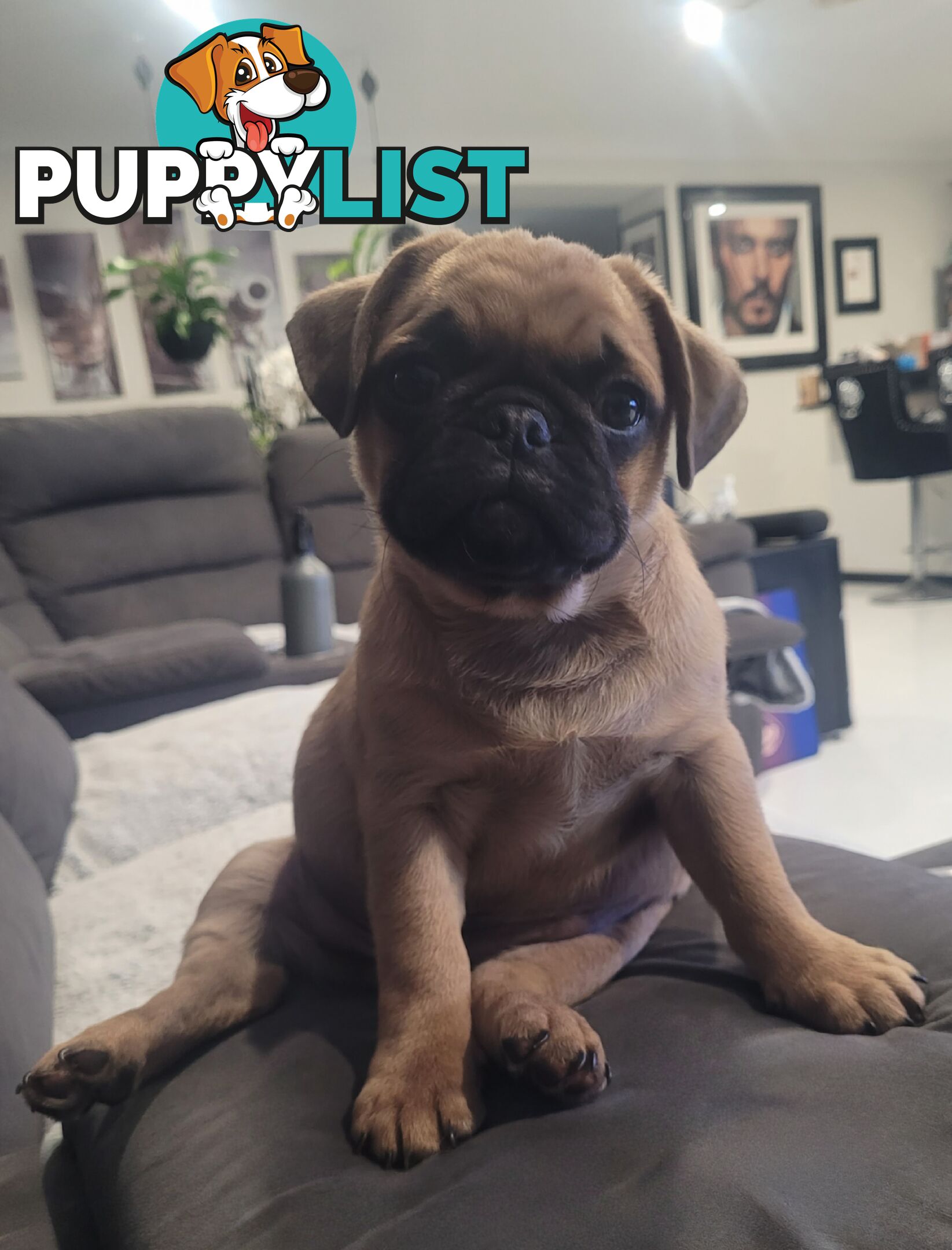Purebred Male Pug Puppy